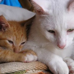 Meet your Posher, Lucy